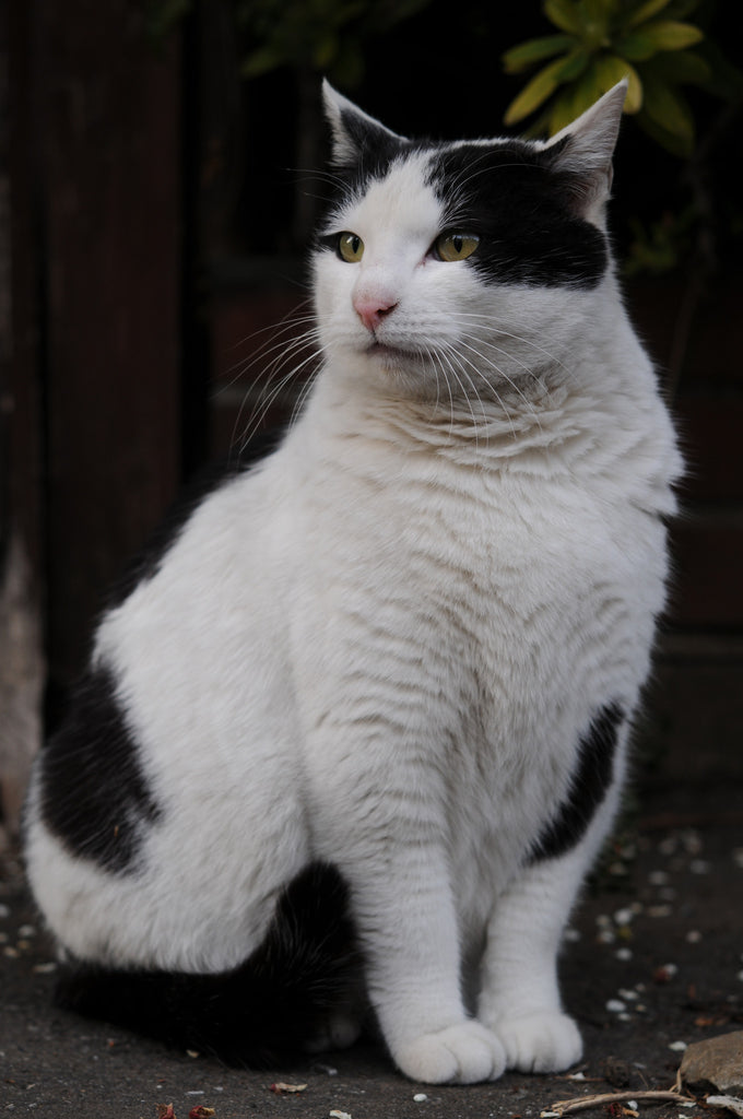 Sit