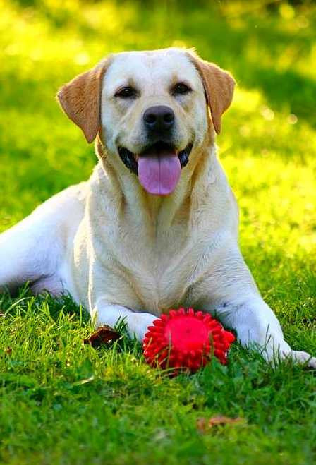 Playful