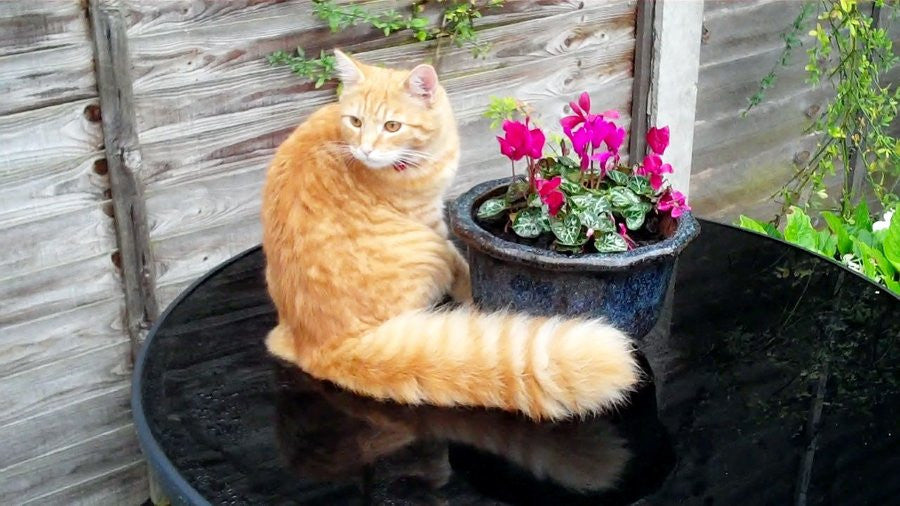 Tail