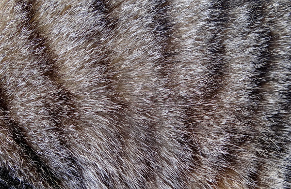 Fur Pattern